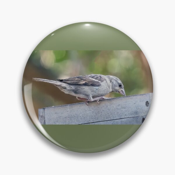 Item preview, Juvenile House Sparrow designed and sold by CarolM.