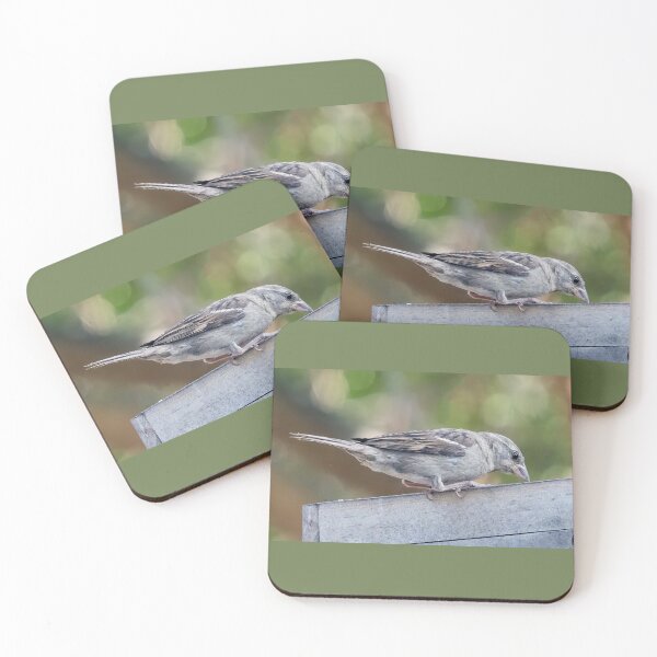 Item preview, Juvenile House Sparrow designed and sold by CarolM.