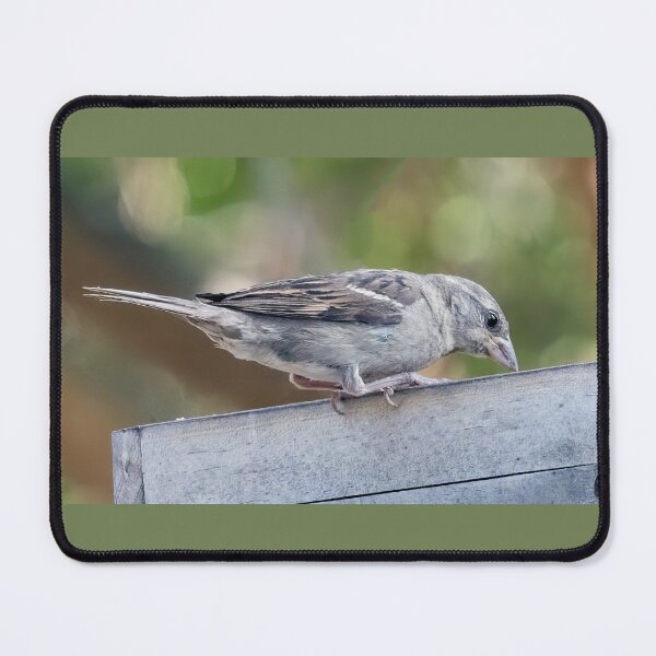 Item preview, Juvenile House Sparrow designed and sold by CarolM.