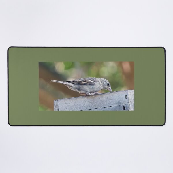 Item preview, Juvenile House Sparrow designed and sold by CarolM.