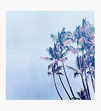 Tropical Palm Trees In Pink And Blue Photographic Print