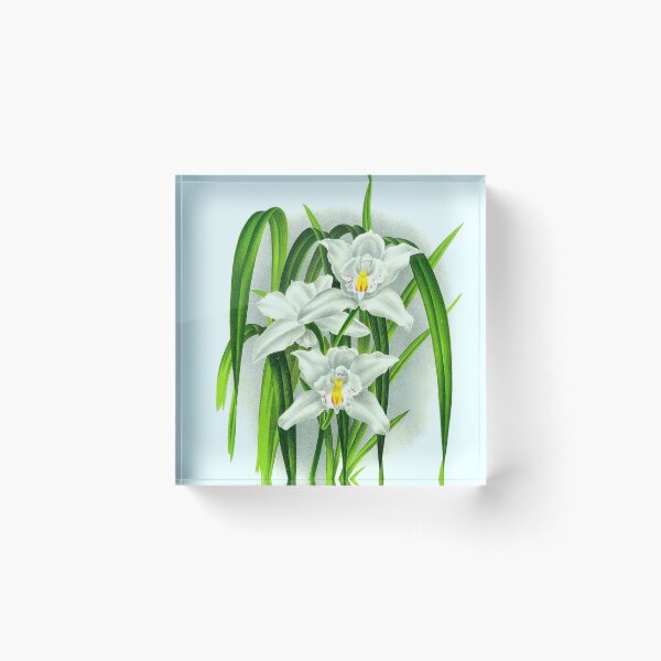 Item preview, Cymbidium eburneum designed and sold by NightRaida.