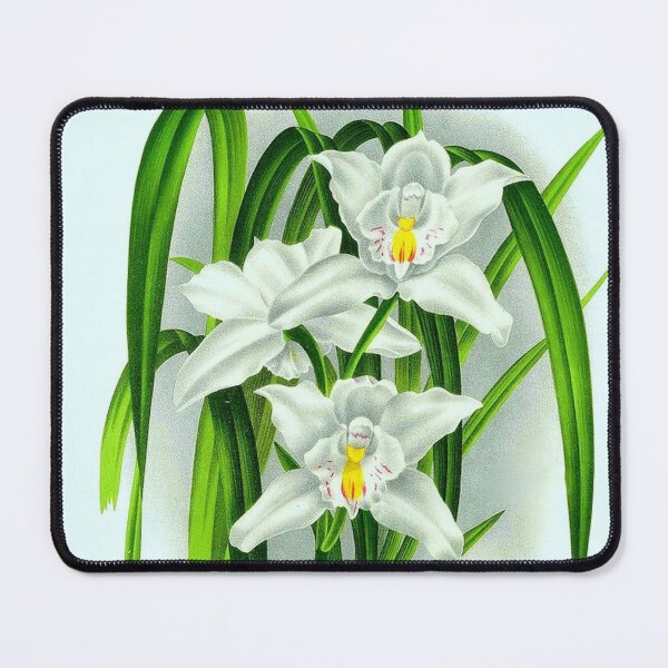 Item preview, Cymbidium eburneum designed and sold by NightRaida.