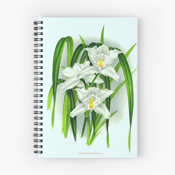 Item preview, Cymbidium eburneum designed and sold by NightRaida.