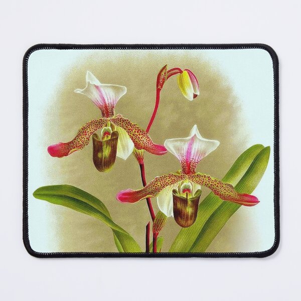 Item preview, Cypripedium x Dallemagnei designed and sold by NightRaida.
