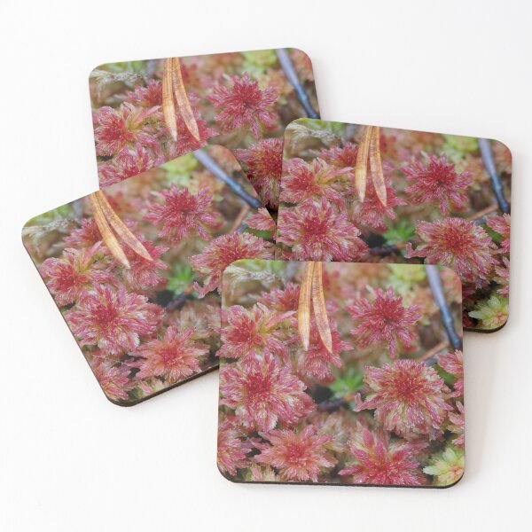 Item preview, Vibrant Red Moss Close-Up designed and sold by Veikko  Suikkanen.