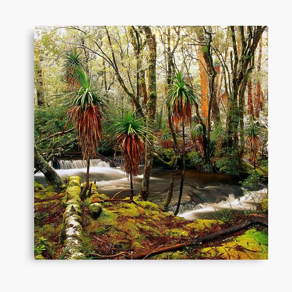 Winter in Pine Valley Canvas Print