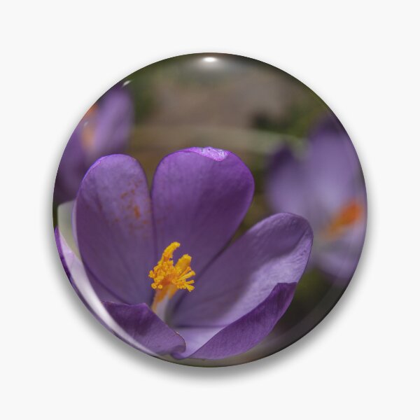 Item preview, Wild Purple Crocus Macro - False Saffron (Autumn Wildflower) (Macro of Wild Purple Crocus - Autumn Flower) designed and sold by DavidBuitragoCobo.