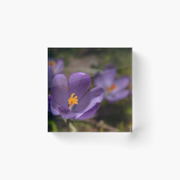Item preview, Wild Purple Crocus Macro - False Saffron (Autumn Wildflower) (Macro of Wild Purple Crocus - Autumn Flower) designed and sold by DavidBuitragoCobo.
