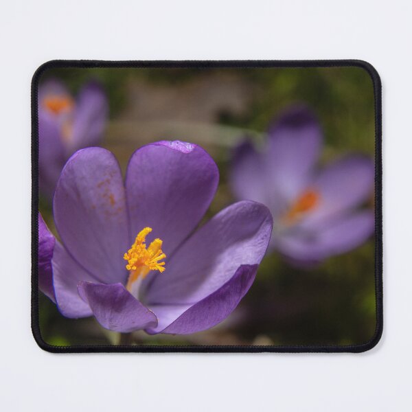 Item preview, Wild Purple Crocus Macro - False Saffron (Autumn Wildflower) (Macro of Wild Purple Crocus - Autumn Flower) designed and sold by DavidBuitragoCobo.
