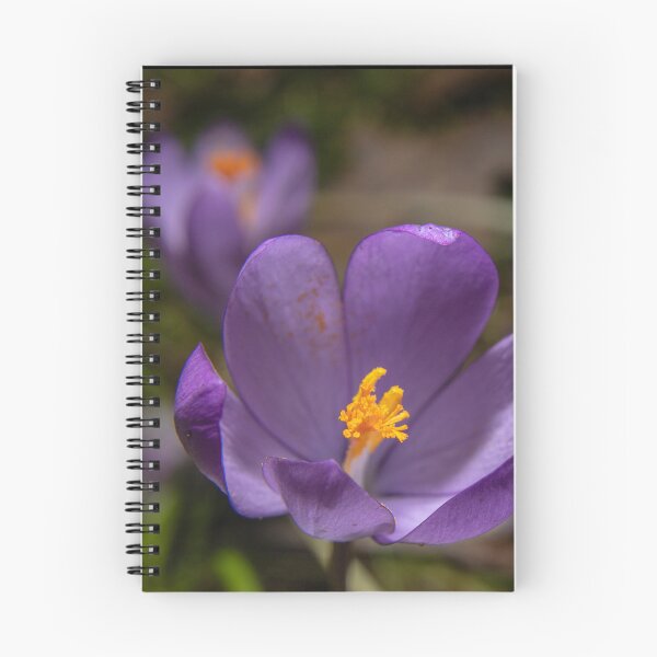 Item preview, Wild Purple Crocus Macro - False Saffron (Autumn Wildflower) (Macro of Wild Purple Crocus - Autumn Flower) designed and sold by DavidBuitragoCobo.