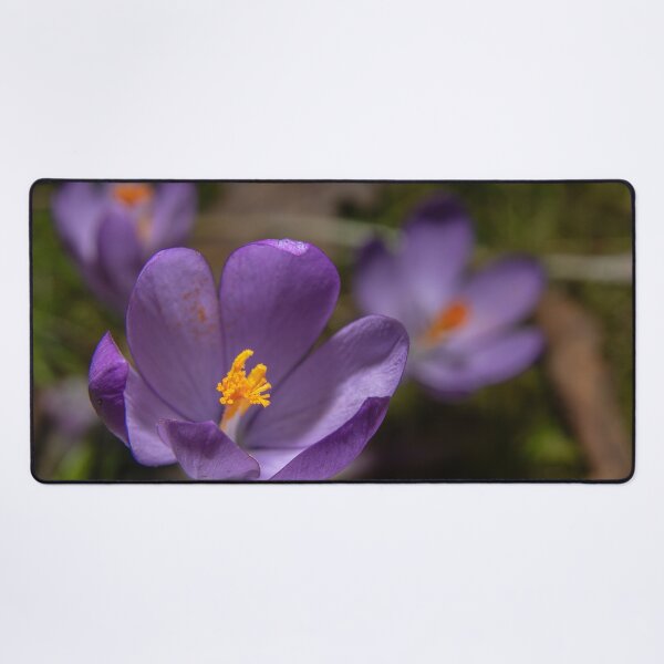 Item preview, Wild Purple Crocus Macro - False Saffron (Autumn Wildflower) (Macro of Wild Purple Crocus - Autumn Flower) designed and sold by DavidBuitragoCobo.