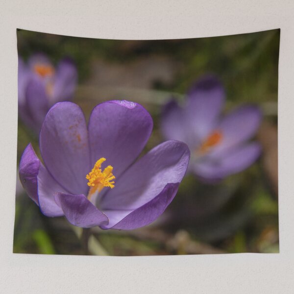 Item preview, Wild Purple Crocus Macro - False Saffron (Autumn Wildflower) (Macro of Wild Purple Crocus - Autumn Flower) designed and sold by DavidBuitragoCobo.