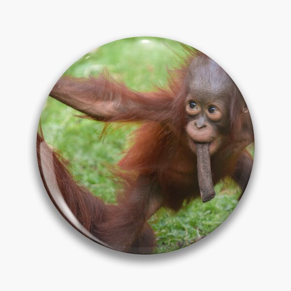 Item preview, Am I Cute - Orangutan Baby with Mother designed and sold by rawshutterbug.
