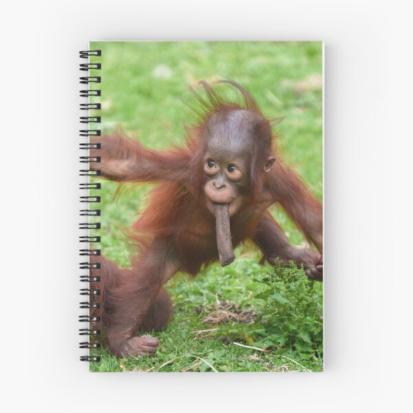 Item preview, Am I Cute - Orangutan Baby with Mother designed and sold by rawshutterbug.