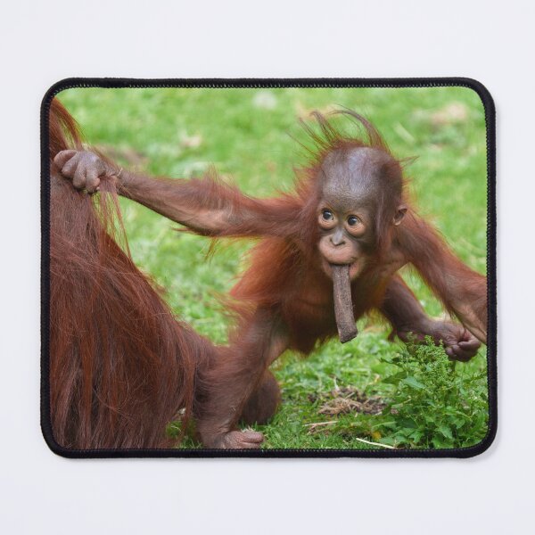 Item preview, Am I Cute - Orangutan Baby with Mother designed and sold by rawshutterbug.