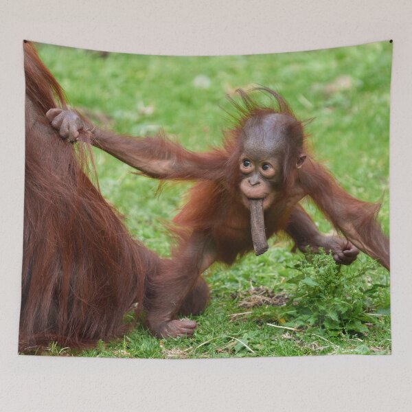 Item preview, Am I Cute - Orangutan Baby with Mother designed and sold by rawshutterbug.