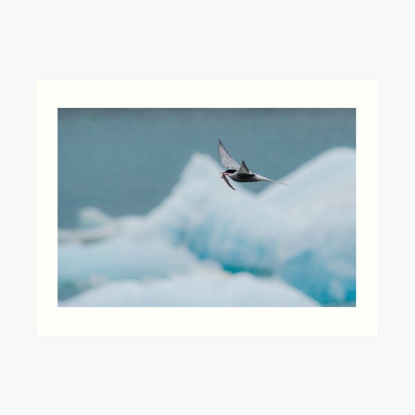 Arctic Tern, Jökulsárlón Art Print
