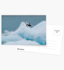 Arctic Tern, Jökulsárlón Postcards