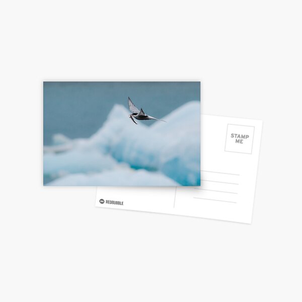 Arctic Tern, Jökulsárlón Postcard