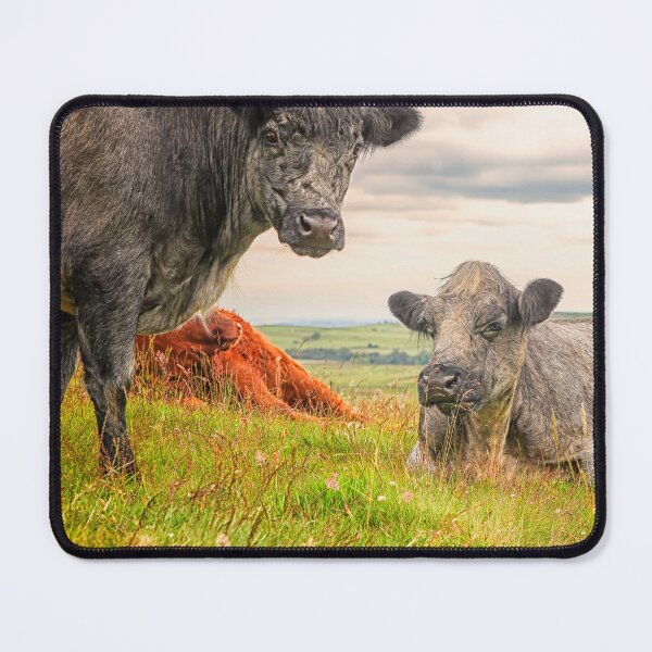 Item preview, Colorful Scottish Highlander cattle in Scotland designed and sold by Photopat.