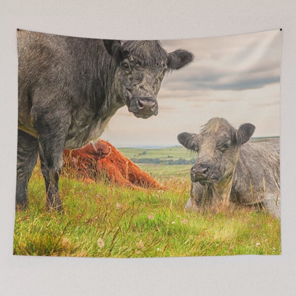 Item preview, Colorful Scottish Highlander cattle in Scotland designed and sold by Photopat.