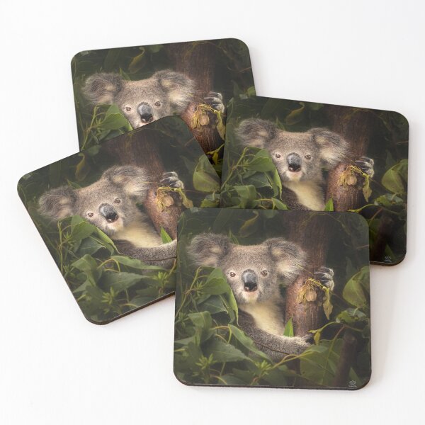 Item preview, Little Koala designed and sold by Photography by Suzanne Slee.