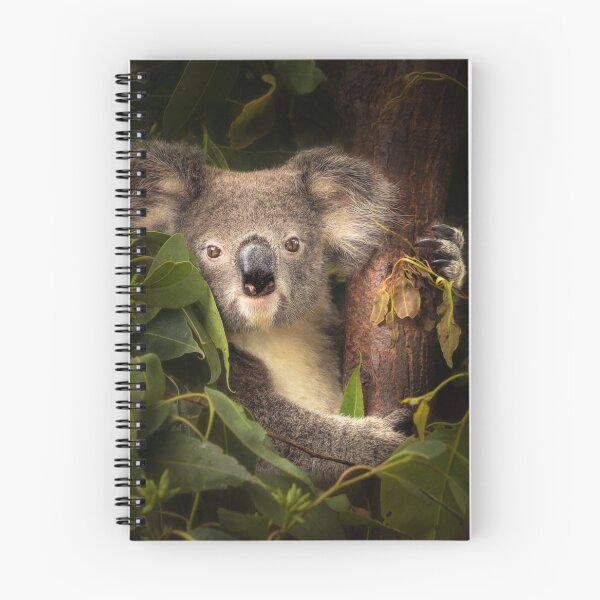 Item preview, Little Koala designed and sold by Photography by Suzanne Slee.
