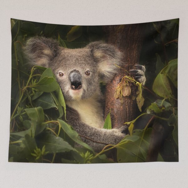 Item preview, Little Koala designed and sold by Photography by Suzanne Slee.