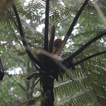 Artwork thumbnail, Tree Fern by bitternbit