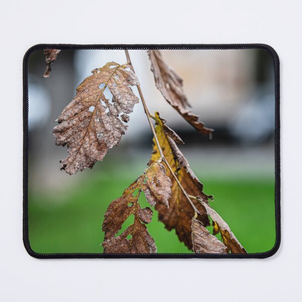 Item preview, Dried Leaves on a Branch designed and sold by Rabee Khalil Photography.