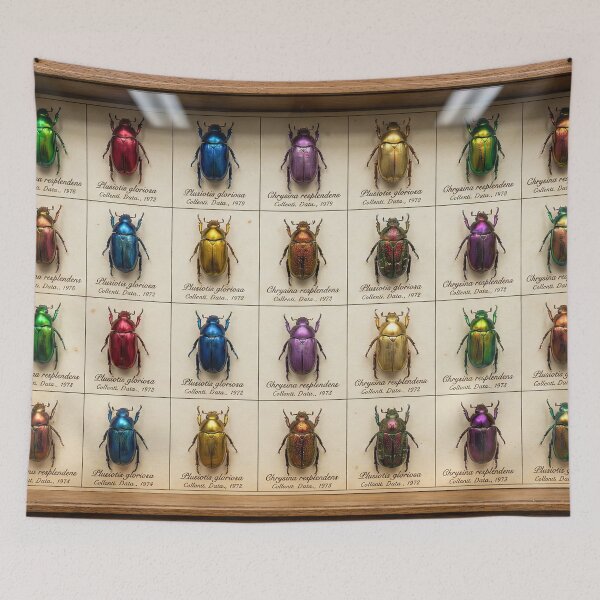 Item preview, Jewel Beetles - Vintage Entomology Specimen Box designed and sold by SavinMercantile.