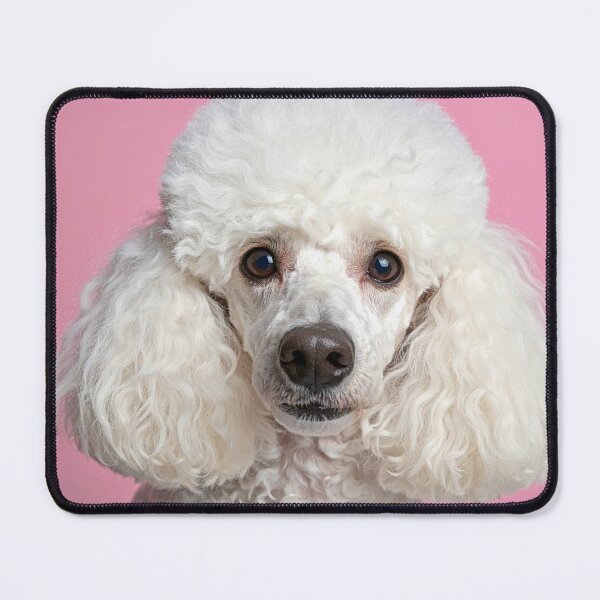 Item preview, Cute White Poodle Art – Pink Background Dog Portrait | Cute Pet Decor & Gifts designed and sold by SamahStudio.