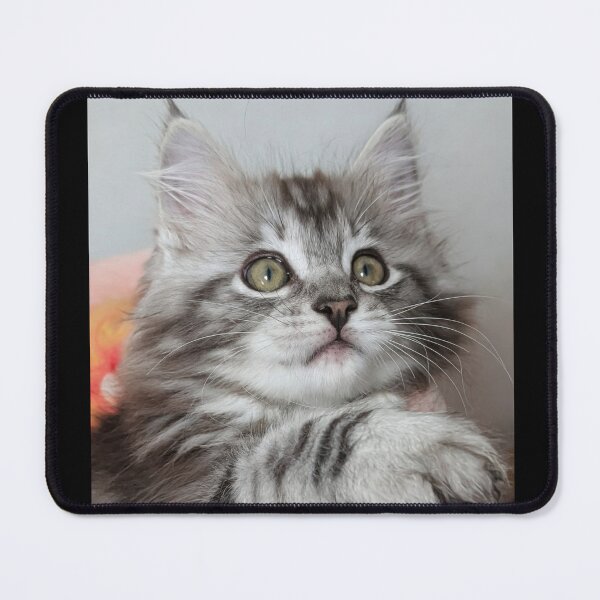 Item preview, Maine coon kitten designed and sold by Fluffycat2020.