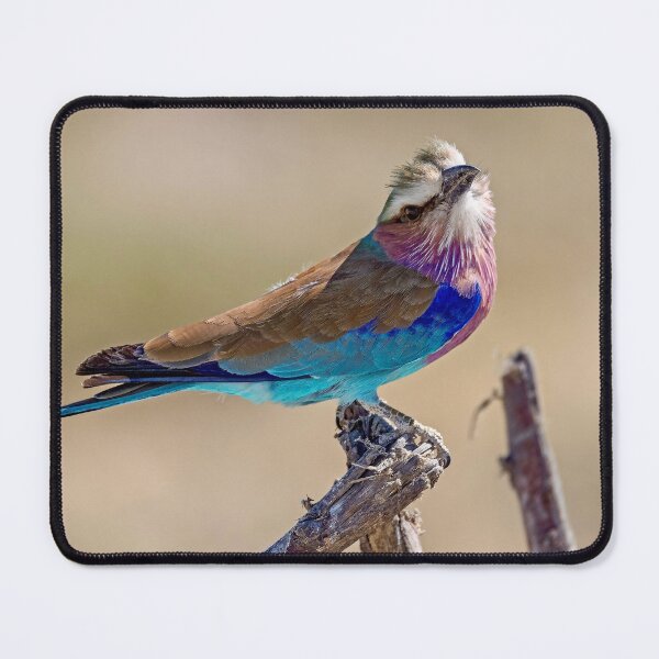 Item preview, Lilac Breasted Roller With Tilted Head On Savannah Perch designed and sold by DavideAntoniani.