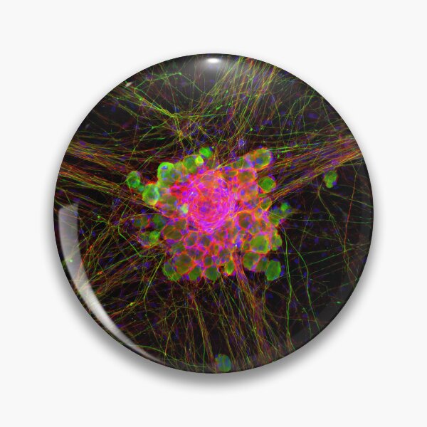 Item preview, Dorsal Root Ganglion Neuron Cluster designed and sold by MicroLife-DSG.