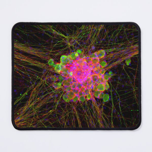 Item preview, Dorsal Root Ganglion Neuron Cluster designed and sold by MicroLife-DSG.