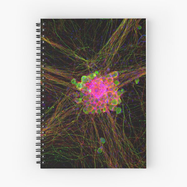 Item preview, Dorsal Root Ganglion Neuron Cluster designed and sold by MicroLife-DSG.