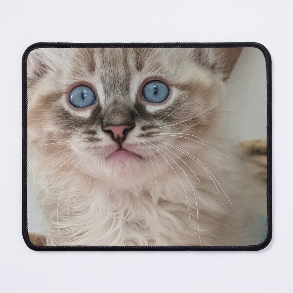 Item preview, Lynx ragdoll kitten designed and sold by Fluffycat2020.