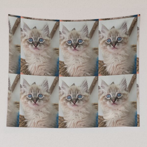 Item preview, Lynx ragdoll kitten designed and sold by Fluffycat2020.