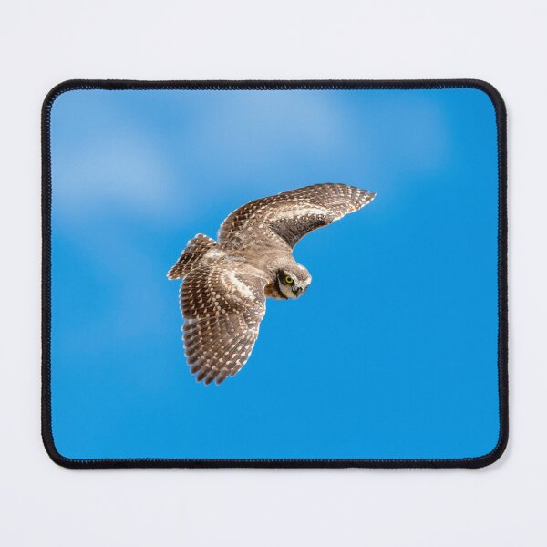 Item preview, Burrowing Owl Dive designed and sold by DawsonImages.