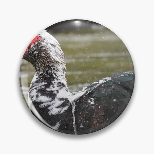 Item preview, Muscovy bathing  designed and sold by Glennphotos.