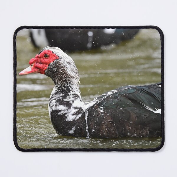 Item preview, Muscovy bathing designed and sold by Glennphotos.