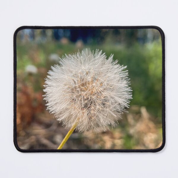 Item preview, Dandelion Wish in Soft Sunlight designed and sold by Be Captured by Brittany Emma.