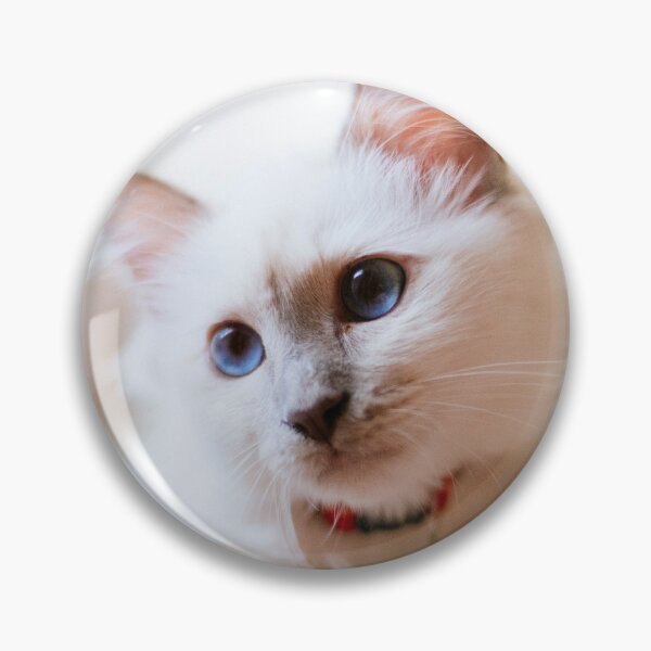 Item preview, Persia the Kitten designed and sold by Lidia D'Opera Photographer.