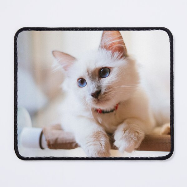 Item preview, Persia the Kitten designed and sold by Lidia D'Opera Photographer.