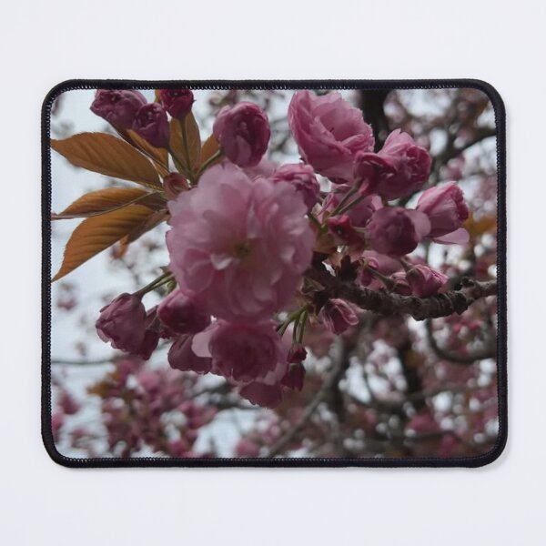 Item preview, Cherry Esplanade during spring in Brooklyn designed and sold by NYConlineStore.