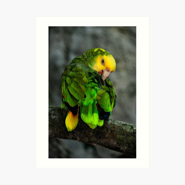 Yellow Headed Amazon Art Print
