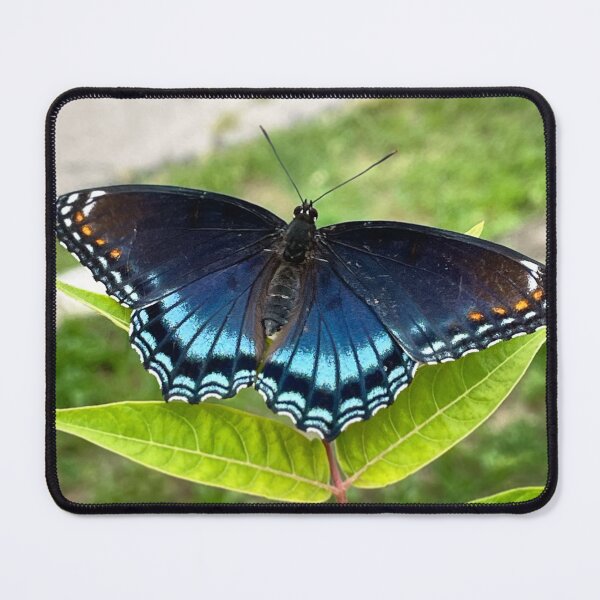 Item preview, Red Spotted Admiral Butterfly designed and sold by Savage Arts.