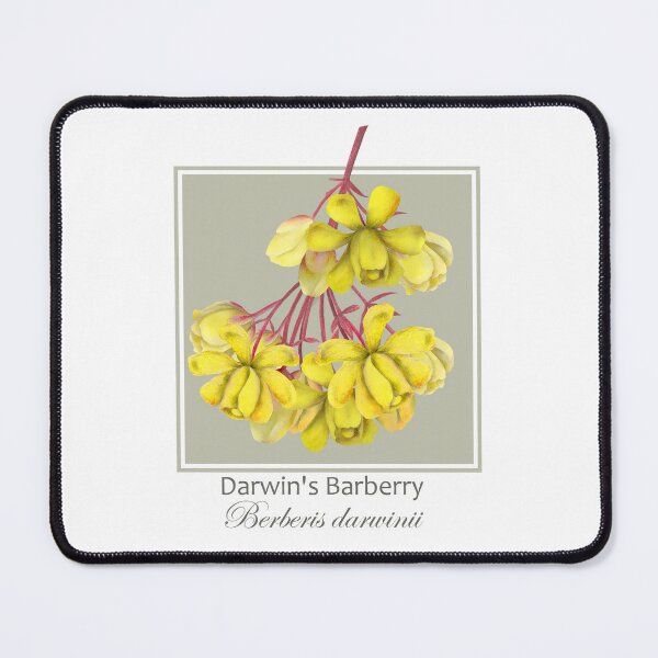 Item preview, Darwin's Barberry (Berberis darwinii) designed and sold by Art_By_Wing.